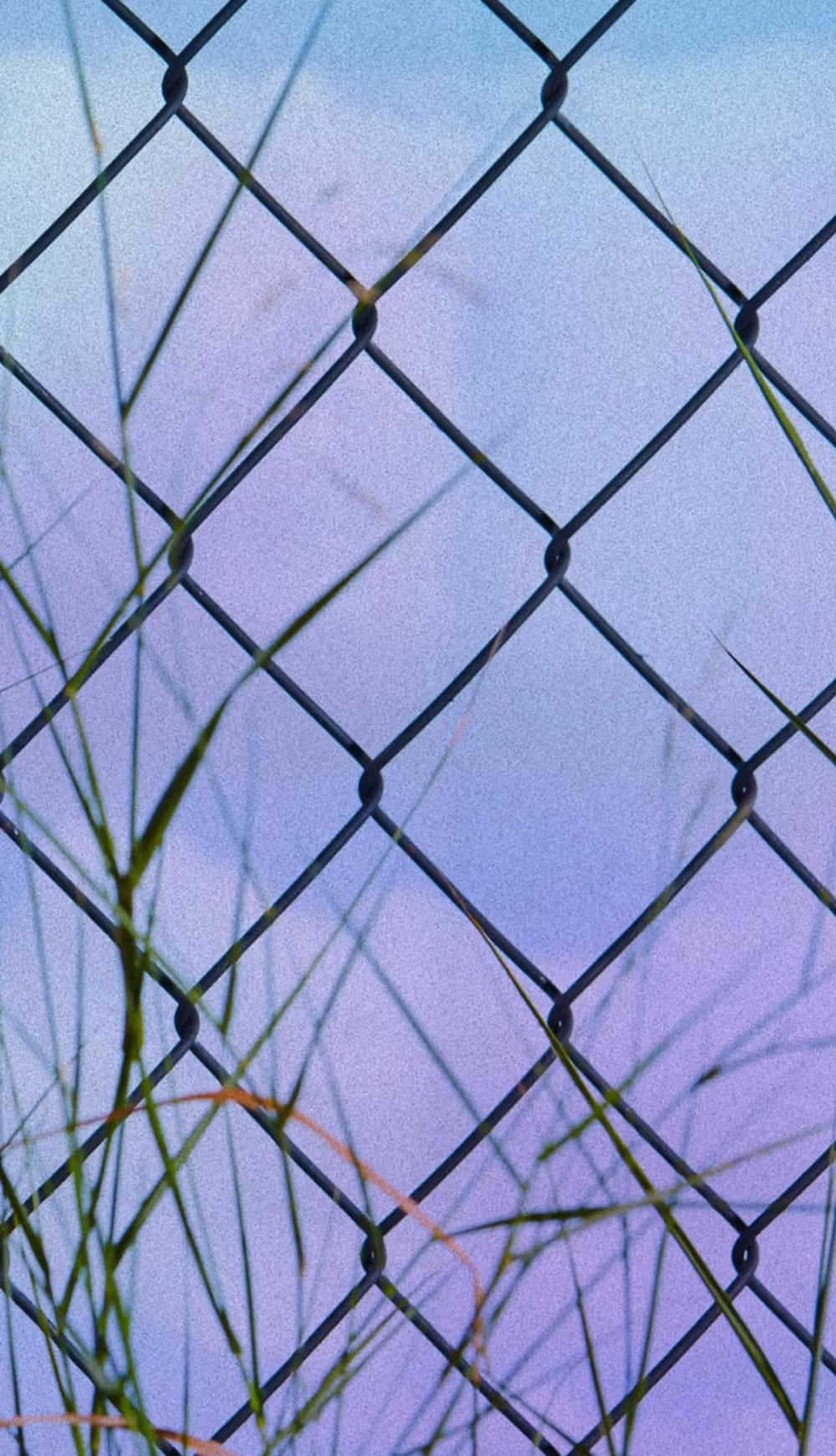 WILD BROOKLYN LAVENDER CANDLE 7OZ